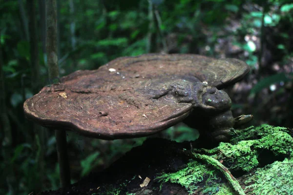 Un primer plano de un gran hongo marrón creciendo en un tronco de árbol muerto lleno de musgo en la selva tropical del ecuador — Foto de Stock