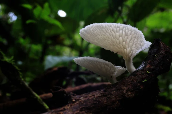 Tropikal yağmur ormanlarında bulunan beyaz bir mantarın hücreli alt tarafının yakın bir yanı — Stok fotoğraf