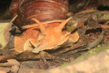 Dev bir salyangoz, Megalobulimus popelairianus, Ekvador Amazon