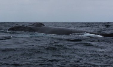 Siyah sırt ve sırt yüzgeci ve kambur balina, megaptera novaeangliae blowhole