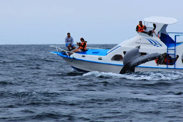 Puerto Lopez, Ekvador, 9-7-2019: Turist ve teknenin önünde bir balina kuyruğu ile bir balina izleme tekne