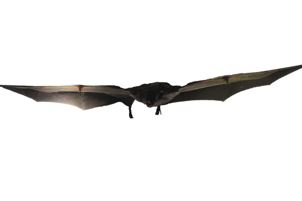 Eine Fledermaus aus Ecuador fliegt und isoliert vor weißem Hintergrund — Stockfoto