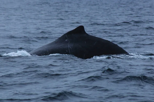 The black back and dorsal fin of humpback whale, megaptera novaeangliae, probably a male because of the scars