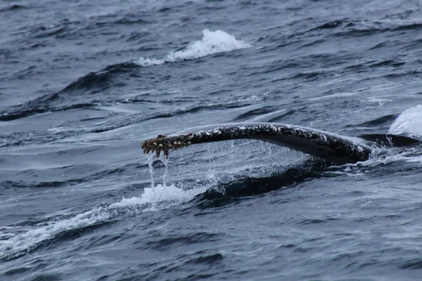 Het verhaal van een bultrug, Megaptera novaeangliae, boven het oppervlak verhoogd met waterdruppels die de staart verlaten — Stockfoto