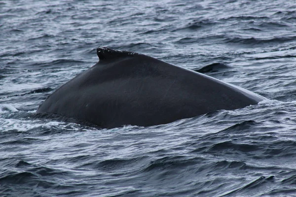 혹등고래의 검은 등과 등지느러미, 메가페라 노바에안글리아, — 스톡 사진