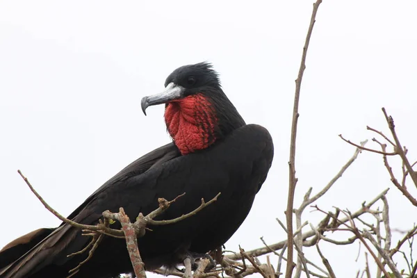 Muhteşem bir fırkateyn kuşu, Fregata ihtişamı, ölü bir ağaçta oturan kırmızı bir omurga çuvalı ile — Stok fotoğraf