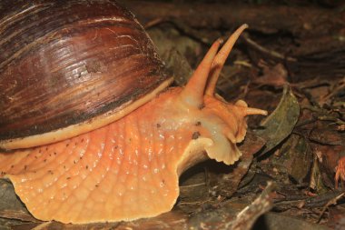 Bir Amazon Dev Salyangoz, Megalobulimus popelairianus, Strophocheilidae Sideview