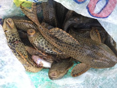 Büyük bir çanta taze yakalanmış balık dolu, Pseudorinelepis genibarbis carachama veya zırhlı yayın balığı denir