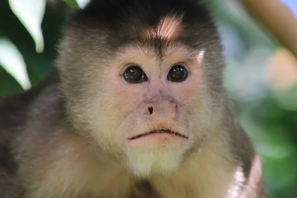 Primer plano de la cabeza de un mono capuchino sorprendido, cebus albifrons —  Fotos de Stock