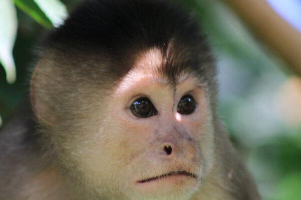 A close up of the head from a sad looking capuchin monkey, cebus albifrons