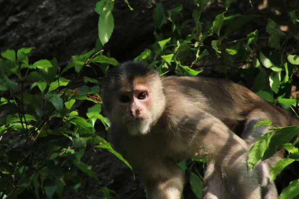 Wild capuchin monky, Cebus albifrons,looking straight at the camera — Stock Photo, Image