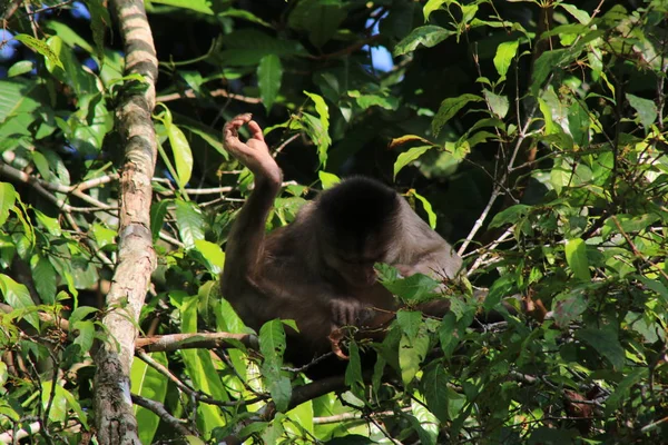 Monje capuchino salvaje, Cebus albifrons, sentado en la selva tropical con una pierna levantada recogiendo pulgas — Foto de Stock