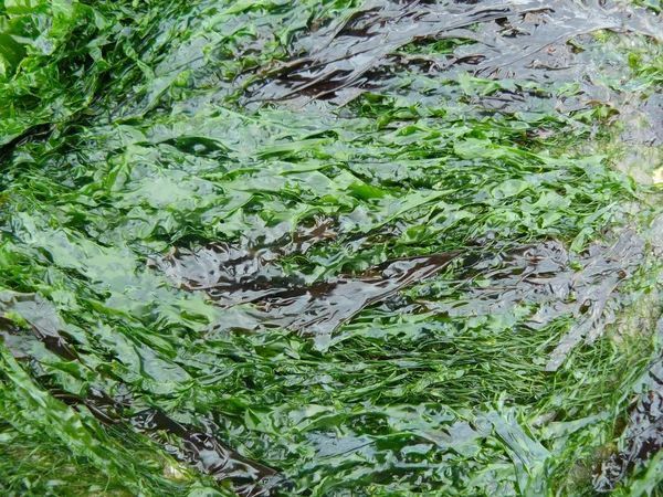 Ein abstrakter Blick auf leuchtend grüne und braune, glitzernde Meereskräuter — Stockfoto