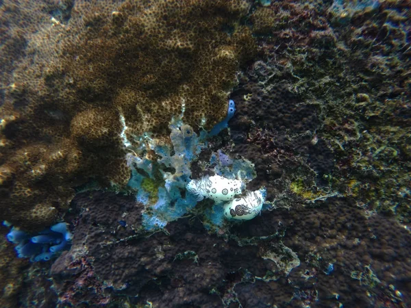 サンゴ礁で青いスポンジを食べる2つの黒い斑点の白いヌーディブランチ、ジョルナ・フネブリス — ストック写真