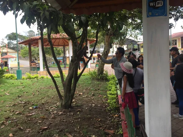 Tena, Ecuador - 29-9-2019: People feeding a wild capuchin monkey — Stock Photo, Image