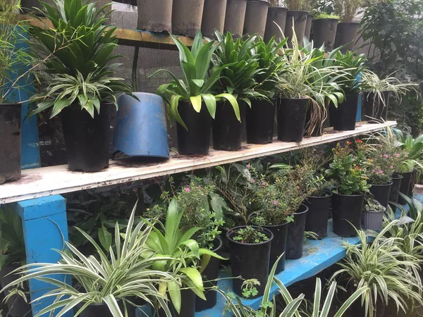 Banyak tanaman dalam pot, menunggu untuk dijual atau diletakkan di luar di kebun — Stok Foto