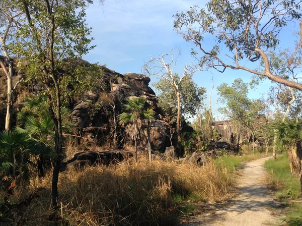 Mycket torrt landskap runt Darwin, Australien som kan fånga eld snabbt — Stockfoto