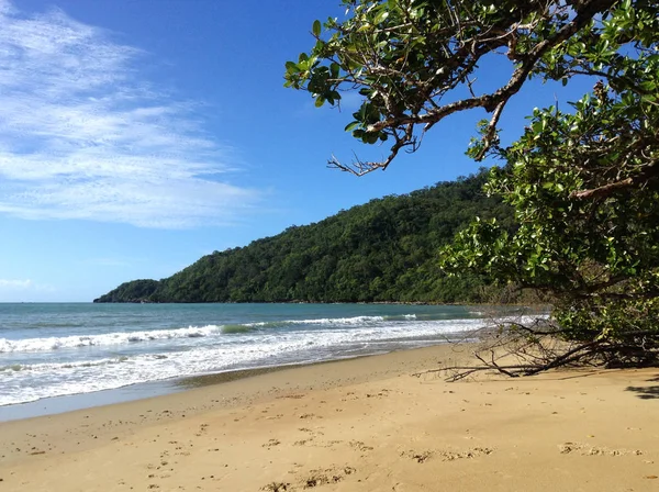 Ідилічний вид на тропічний пляж з лісом на фоні і деревом, що росте на пляжі — стокове фото