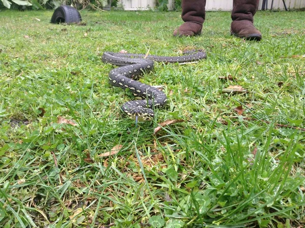 一只钻石巨蛇，Morelia Spilota，像宠物一样在草地上滑行，主人的脚在背景中 — 图库照片