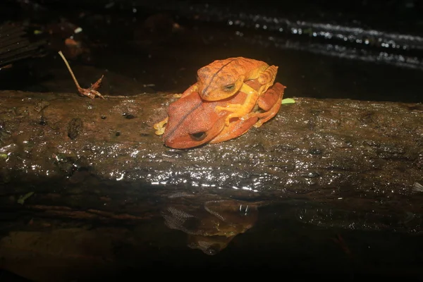 Two brown frogs sleeping on top of eachother and mirrored in the water — Stock Photo, Image