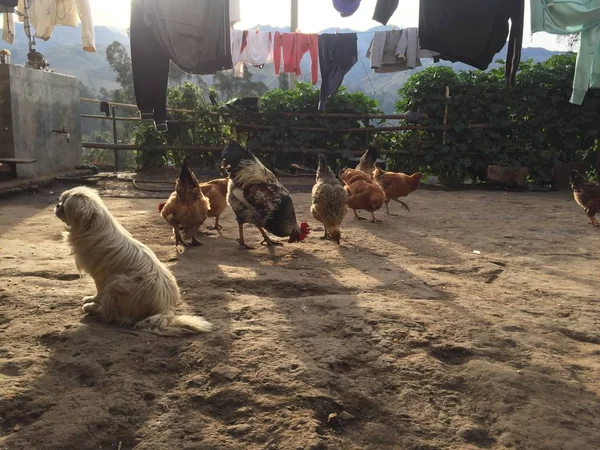 Arka planda beslenen tavuklar ve çamaşırlarla yemek bekleyen bir köpek