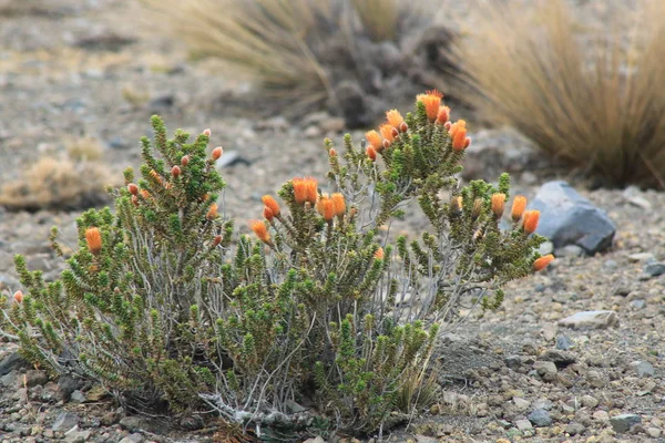 A small bush of green plants with orange flowers growing in the sierra — Stock Photo, Image