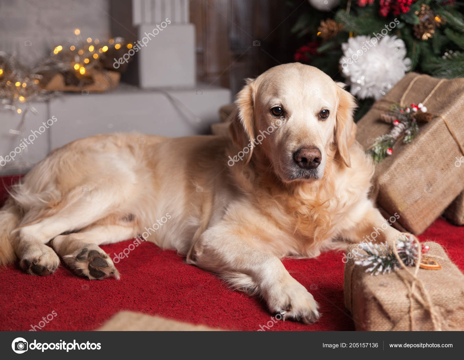 Golden Retriever Hund Ruht Auf Rotem Teppich Weihnachtsinterieur