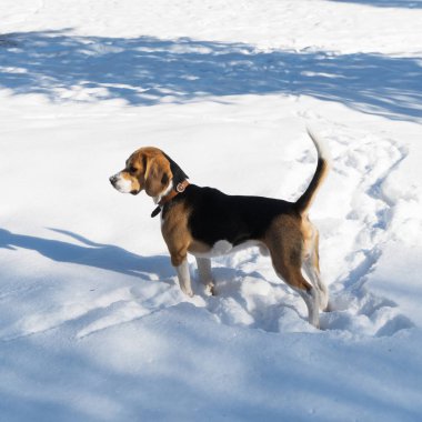 Park'a karda oynayan safkan beagle köpek yavrusu