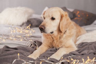 Modern iç Golden Retriever köpek garland İskandinav tarzı ile