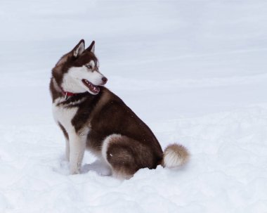 Soğuk kar parkta oturan kahverengi Sibirya Husky köpek
