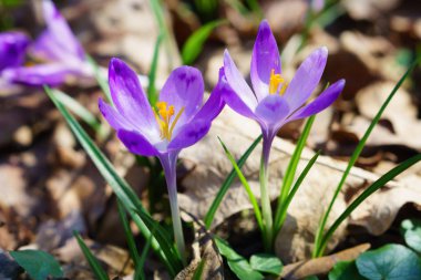 Vahşi doğa çiçek mor Iridaceae görünümü Kapat