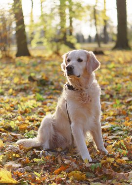 düşen sarı oturan golden retriever köpek parkında bırakır
