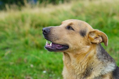 Zencefil kırmızı köpek park chamomiles çiçekli yaz yeşil çimenlerin üzerinde gülümseyen