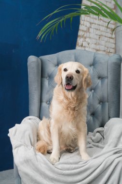 Golden retriever köpek gri koltukta, modern iç poz