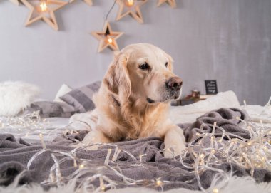 Modern iç Golden Retriever köpek garland İskandinav tarzı ile