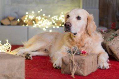 Golden Retriever köpek Noel iç kırmızı halı üzerinde