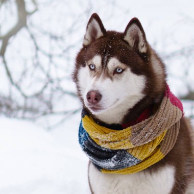 Kahverengi Sibirya Husky köpek yün atkı karlı Park içinde portresi
