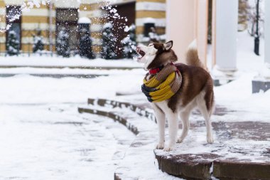 Taş merdivenle karla kaplı üzerinde duran yün atkı kahverengi Sibirya Husky köpek