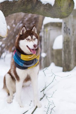 Soğuk kar parkta oturup yün atkı kahverengi Sibirya Husky köpek