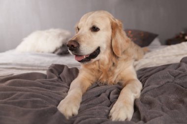 Golden Retriever köpek İskandinav tarzı modern iç