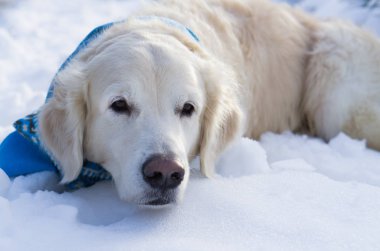 kar kış parkta oturan golden retriever köpek