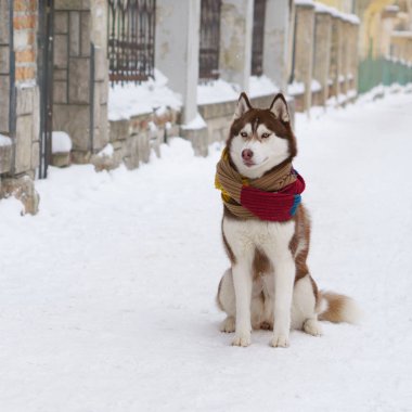 Soğuk kar parkta oturup yün atkı kahverengi Sibirya Husky köpek