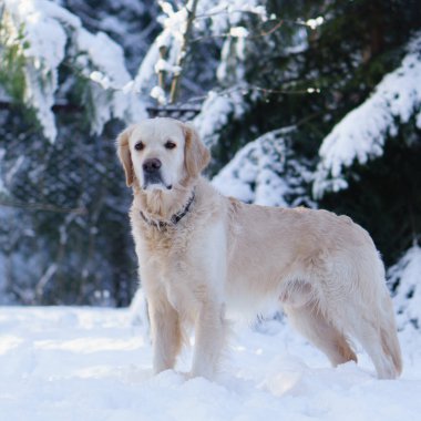 Golden retriever köpek üstünde kar kış Park'ta açık