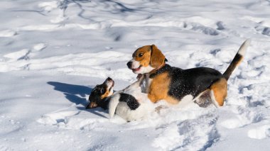 Park'a karda oynayan safkan beagle köpek yavrusu