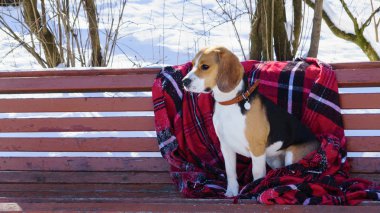 Kırmızı kareli ekose kış parkta bankta oturan safkan beagle köpek