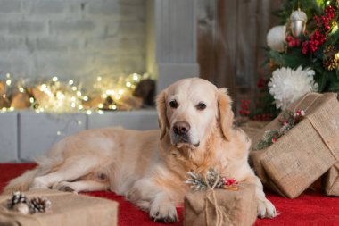 Golden Retriever köpek Noel iç kırmızı halı üzerinde