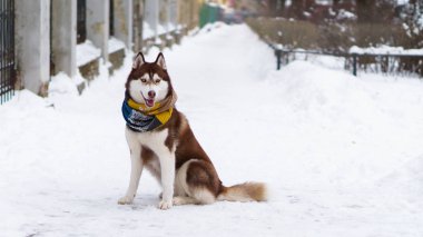 Soğuk kar parkta oturup yün atkı kahverengi Sibirya Husky köpek
