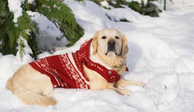 Golden retriever köpek kış Park'ta sıcak kırmızı ceket