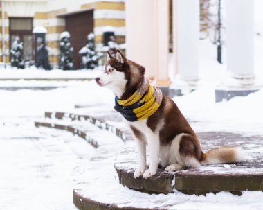 Taş merdivenle karla kaplı üzerinde duran yün atkı kahverengi Sibirya Husky köpek
