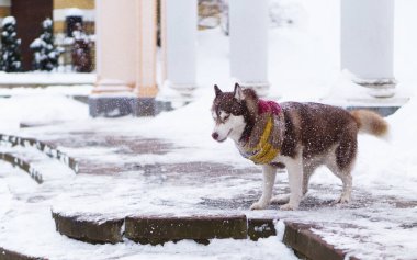 Taş merdivenle karla kaplı üzerinde duran yün atkı kahverengi Sibirya Husky köpek